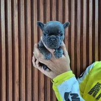 Bibi, a female French Bulldog for sale in San Antonio, TX – Photo 1 of 5