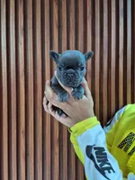 Bibi, a female French Bulldog for sale in San Antonio, TX – Photo 1 of 5