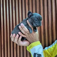 Bibi, a female French Bulldog for sale in San Antonio, TX – Photo 2 of 5