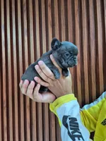 Bibi, a female French Bulldog for sale in San Antonio, TX – Photo 2 of 5