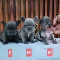 Bibi, a female French Bulldog for sale in San Antonio, TX – Photo 3 of 5