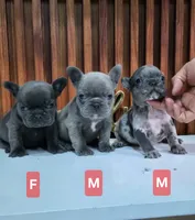 Bibi, a female French Bulldog for sale in San Antonio, TX – Photo 3 of 5