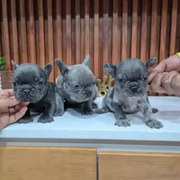 Bibi, a female French Bulldog for sale in San Antonio, TX – Photo 5 of 5