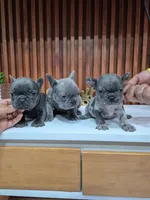 Bibi, a female French Bulldog for sale in San Antonio, TX – Photo 5 of 5