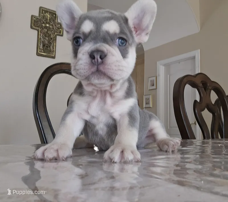 George – French Bulldog puppy for sale in San Antonio, TX