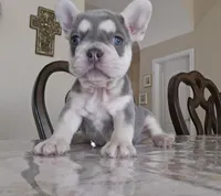 George, a male French Bulldog for sale in San Antonio, TX – Photo 1 of 3