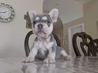 George, a male French Bulldog for sale in San Antonio, TX – Photo 3 of 3