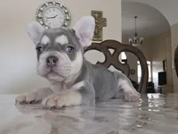 George, a male French Bulldog for sale in San Antonio, TX – Photo 2 of 3