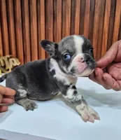 Giorgio, a male French Bulldog for sale in San Antonio, TX – 1 of 5