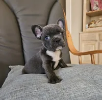 Blue boy, a male French Bulldog for sale in San Antonio, TX – 5 of 5