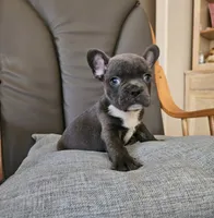 Blue boy, a male French Bulldog for sale in San Antonio, TX – 2 of 5