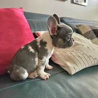 Bibi, a female French Bulldog for sale in San Antonio, TX – 7 of 7