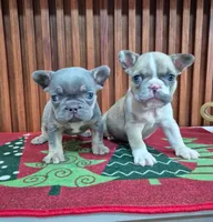 Mambo, a male French Bulldog for sale in San Antonio, TX – Photo 4 of 8