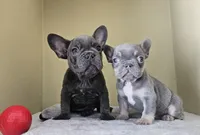 Mambo, a male French Bulldog for sale in San Antonio, TX – Photo 8 of 8