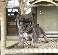 Mambo, a male French Bulldog for sale in San Antonio, TX – Photo 1 of 8