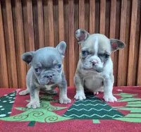 Mambo, a male French Bulldog for sale in San Antonio, TX – Photo 5 of 8