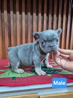 Mambo, a male French Bulldog for sale in San Antonio, TX – Photo 2 of 8