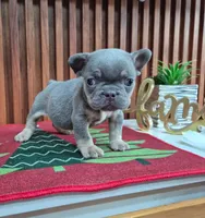 Mambo, a male French Bulldog for sale in San Antonio, TX – Photo 3 of 8
