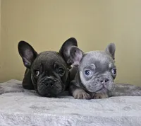 Mambo, a male French Bulldog for sale in San Antonio, TX – Photo 6 of 8