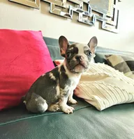 Bibi, a female French Bulldog for sale in San Antonio, TX – 1 of 7