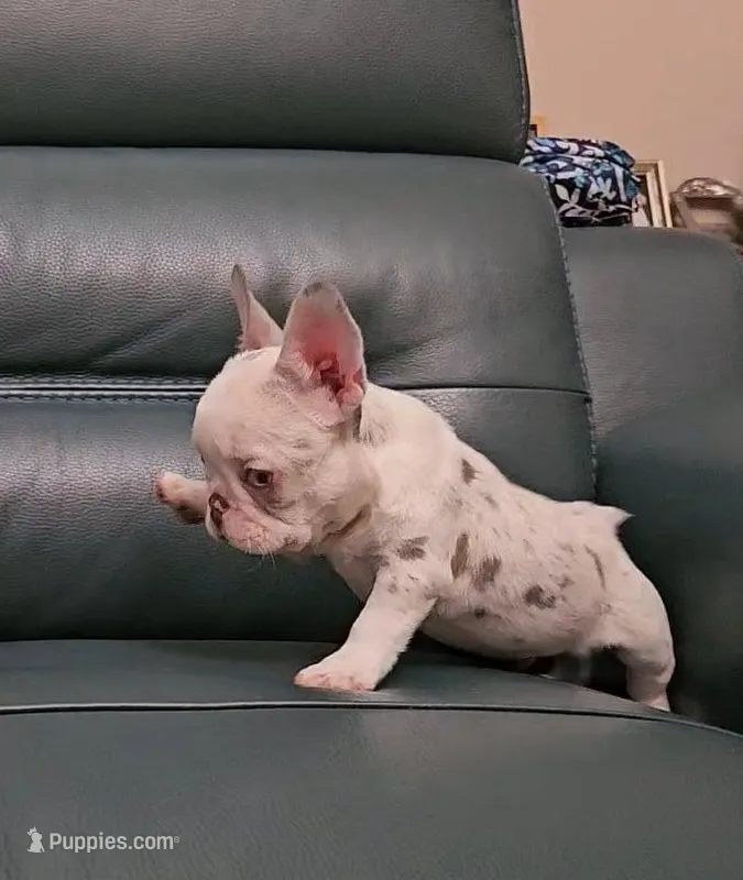 Giorgio, a male French Bulldog for sale in San Antonio, TX – Photo 1 of 6