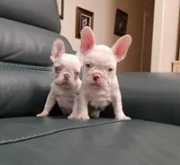 Giorgio, a male French Bulldog for sale in San Antonio, TX – Photo 6 of 6