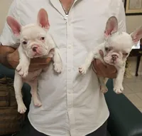 Giorgio, a male French Bulldog for sale in San Antonio, TX – Photo 5 of 6
