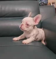 Giorgio, a male French Bulldog for sale in San Antonio, TX – Photo 4 of 6
