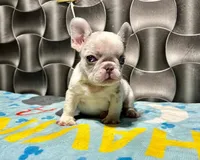 Giorgio, a male French Bulldog for sale in San Antonio, TX – Photo 3 of 6