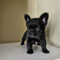 Fluffy, a male French Bulldog for sale in San Antonio, TX – 5 of 8
