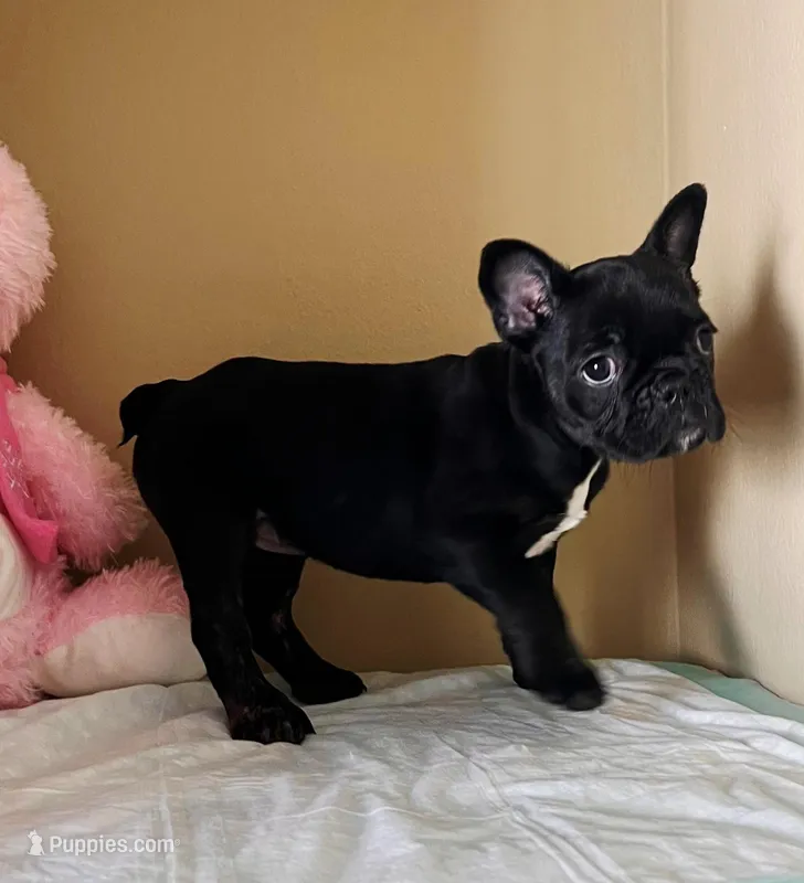 Gigi – French Bulldog puppy for sale in San Antonio, TX