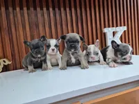 Giorgio, a male French Bulldog for sale in San Antonio, TX – 5 of 5