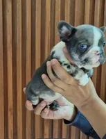 Giorgio, a male French Bulldog for sale in San Antonio, TX – 3 of 5
