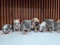 Bibi, a female French Bulldog for sale in San Antonio, TX – 3 of 3