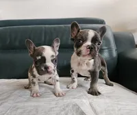 Bibi, a female French Bulldog for sale in San Antonio, TX – 4 of 7