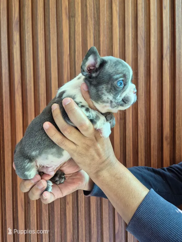 Giorgio – French Bulldog puppy for sale in San Antonio, TX