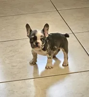 Bibi, a female French Bulldog for sale in San Antonio, TX – 3 of 7