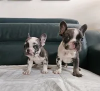 Giorgio, a male French Bulldog for sale in San Antonio, TX – 6 of 9