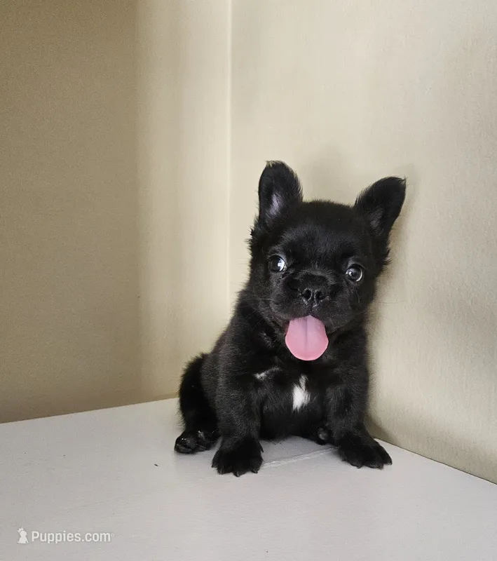 Fluffy – French Bulldog puppy for sale in San Antonio, TX