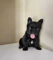 Fluffy, a male French Bulldog for sale in San Antonio, TX – 1 of 8