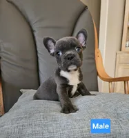 Blue boy, a male French Bulldog for sale in San Antonio, TX – 3 of 5