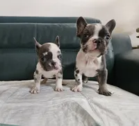Giorgio, a male French Bulldog for sale in San Antonio, TX – 9 of 9