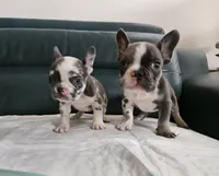 Bibi, a female French Bulldog for sale in San Antonio, TX – 5 of 7