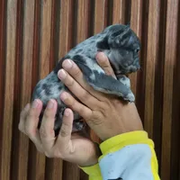 Giorgio, a male French Bulldog for sale in San Antonio, TX – Photo 3 of 6