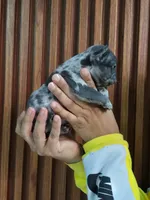 Giorgio, a male French Bulldog for sale in San Antonio, TX – Photo 3 of 6