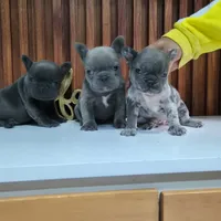 Giorgio, a male French Bulldog for sale in San Antonio, TX – Photo 2 of 6