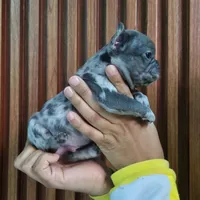 Giorgio, a male French Bulldog for sale in San Antonio, TX – Photo 1 of 6