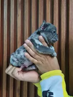 Giorgio, a male French Bulldog for sale in San Antonio, TX – Photo 1 of 6