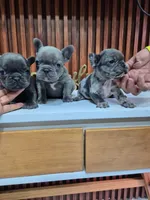 Giorgio, a male French Bulldog for sale in San Antonio, TX – Photo 4 of 6