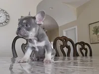 Gono, a male French Bulldog for sale in San Antonio, TX – Photo 3 of 4